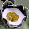 Auricula Green Parrot - Abriachan Nurseries